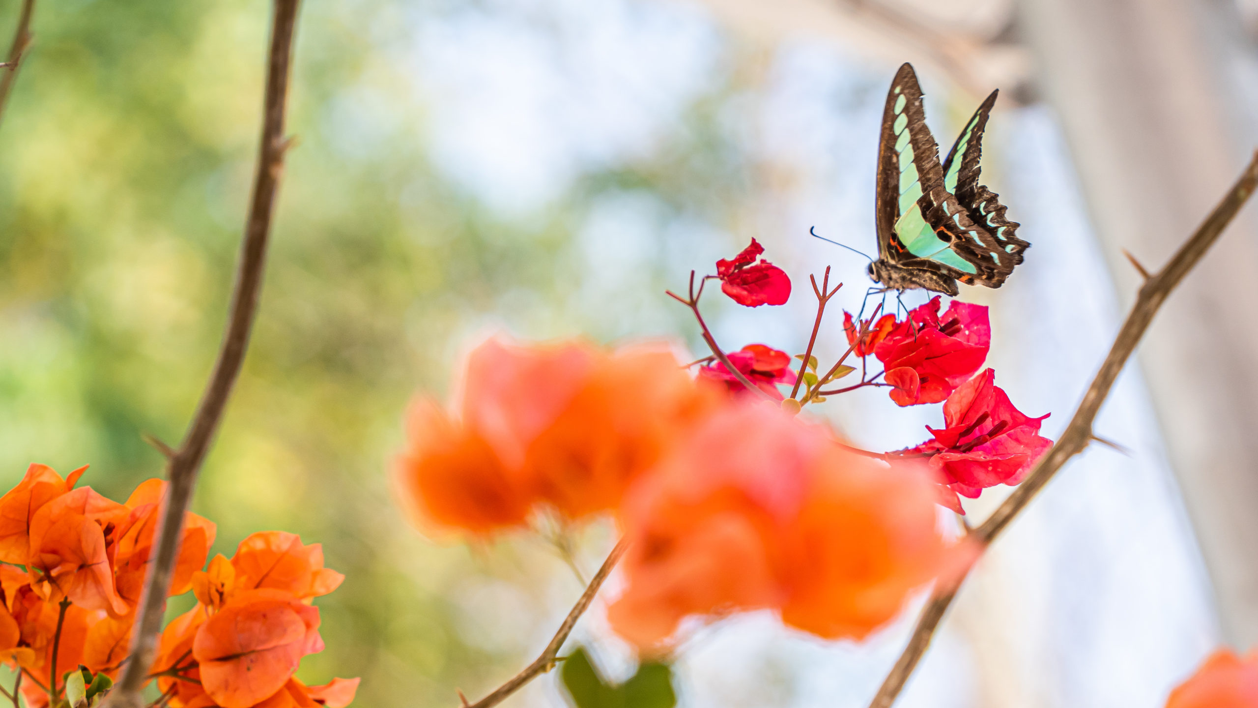Mind your Manners – Behaviour of Butterflies
